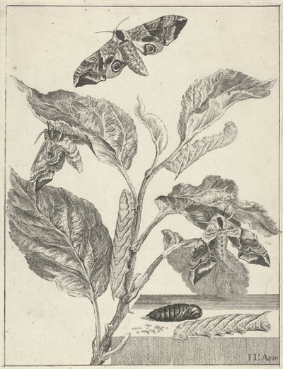 Blätter mit Raupen und Schmetterlingen von Jacob l
