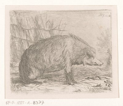 Sitzendes Wildschwein von Jacobus Cornelis Gaal