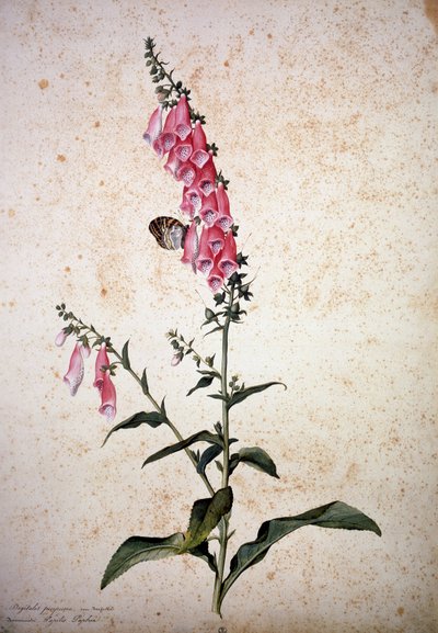 Herbarium: Digitalis purpurea mit Papilio paphia von Jacopo Ligozzi