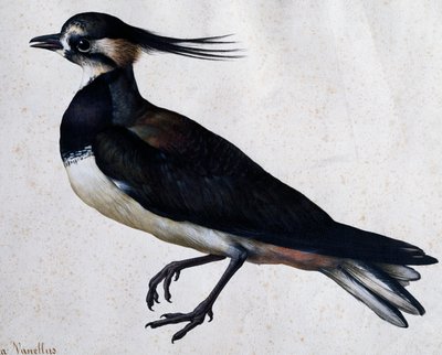 Tringa vanellus (Kiebitz) von Jacopo Ligozzi (1547-1627) von Jacopo Ligozzi