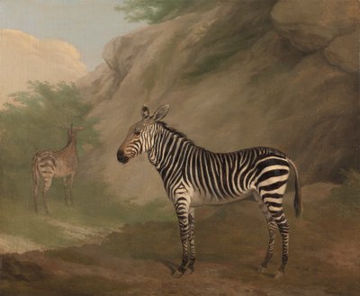 Zebra von Jacques Laurent Agasse
