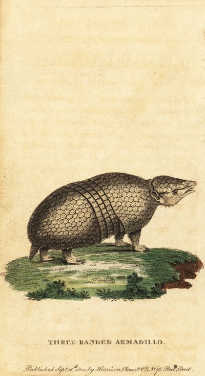 Brasilianisches Dreibinden-Gürteltier, Tolypeutes tricinctus, 1800 (Gravur) von Jacques de Seve