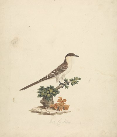 Bienenkuckuck von James Bruce