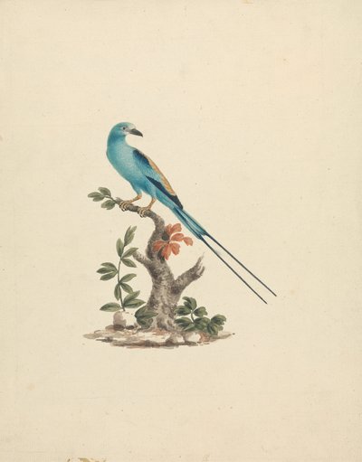 Coracias abyssinicus (Abyssinischer Roller) von James Bruce