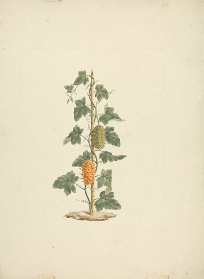 Cucumis metuliferus Naud (Wilde Gurke): fertige Zeichnung von James Bruce