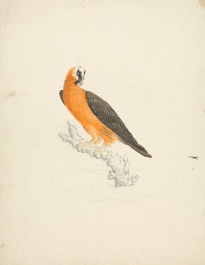 Gypaetus barbatus (Bartgeier) von James Bruce