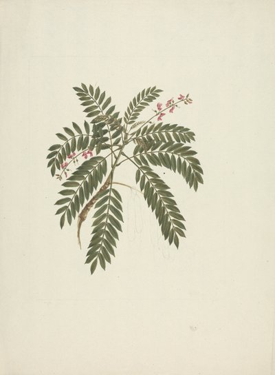 Millettia ferruginea (Hochst) Baker: fertige Zeichnung von James Bruce