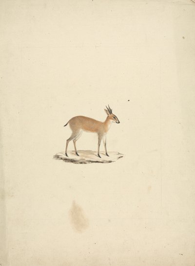 Unidentifizierte Madogua (Dik-dik) von James Bruce