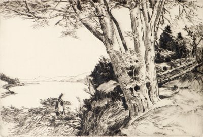 Der Buchenbaum von James Cadzow