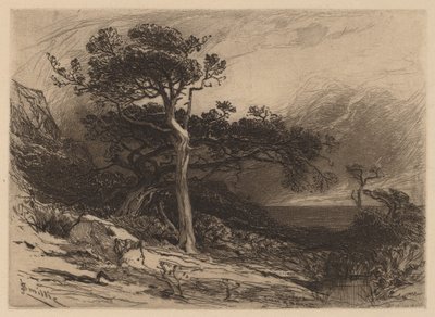 Alte Zedern, Küste von Maine von James David Smillie