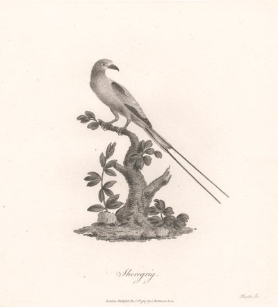 Sheregrig von James Heath