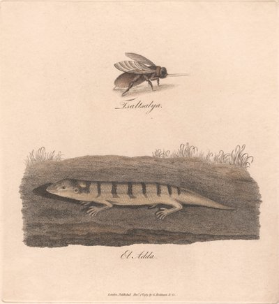 Tsaltsalya / El Adda von James Heath