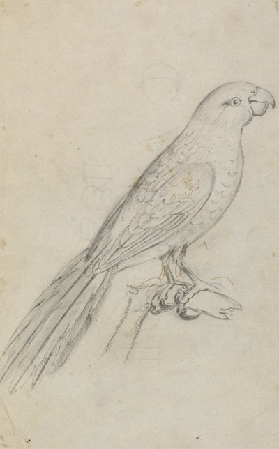 Ein Papagei von James Sowerby