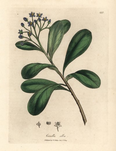 Blau blühende, lorbeerblättrige Canella, Canella alba, Canella winterana von James Sowerby