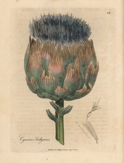Blaue und violette Artischockenblüte, Cynara scolymus von James Sowerby