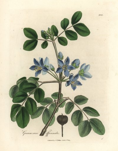 Blau blühendes Guajakholz, Guaiacum officinale von James Sowerby