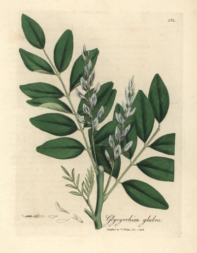 Blau blühende Süßholz, Glycyrrhiza glabra von James Sowerby