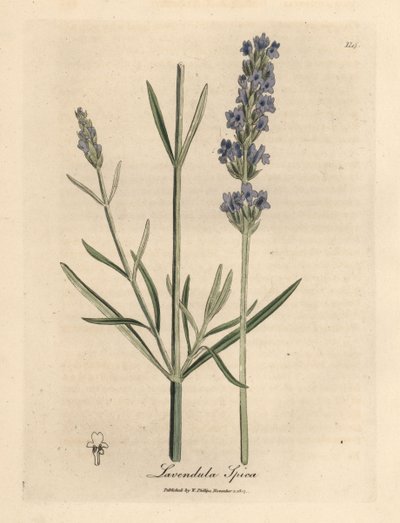Blau blühender Lavendel, Lavandula spica von James Sowerby