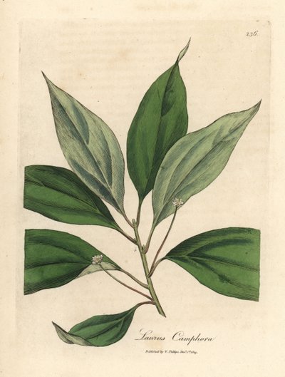 Kampferbaum, Laurus camphora von James Sowerby