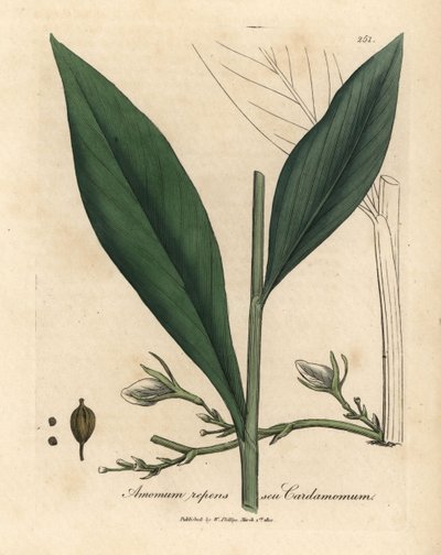 Kardamom, Elettaria cardamomum von James Sowerby