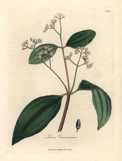 Zimtbaum, Laurus cinnamomum von James Sowerby