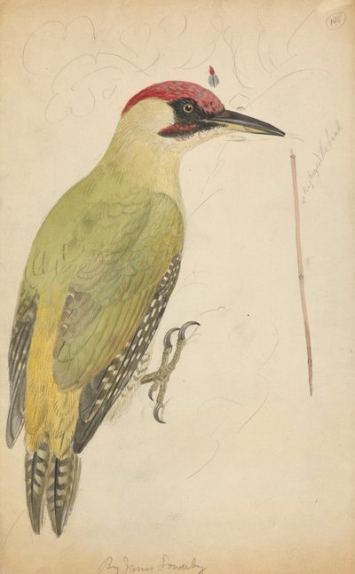Europäischer Grünspecht von James Sowerby