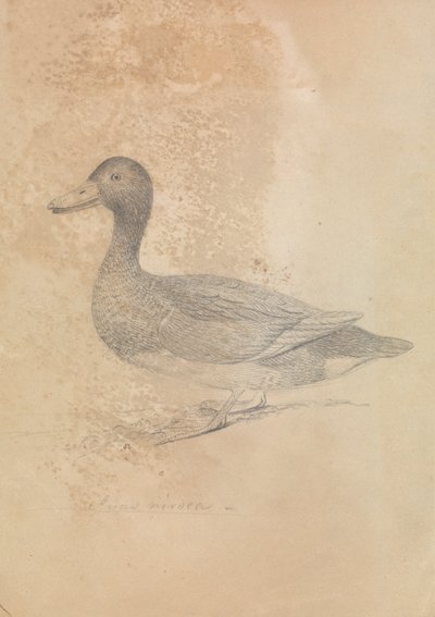 Moorente von James Sowerby