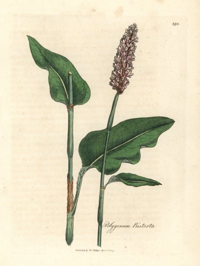 Großer Schlangenknöterich, Polygonum bistorta von James Sowerby