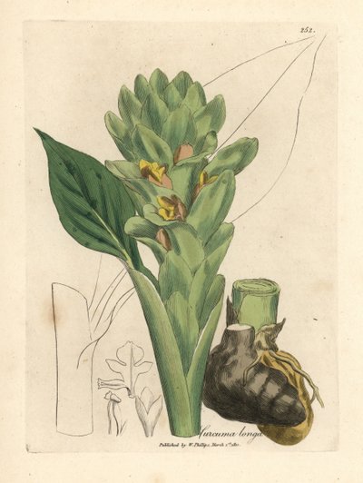 Langwurzeliger Kurkuma, Curcuma longa von James Sowerby