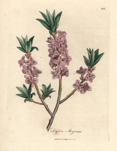 Rosa blühender Seidelbast, Daphne mezereum von James Sowerby