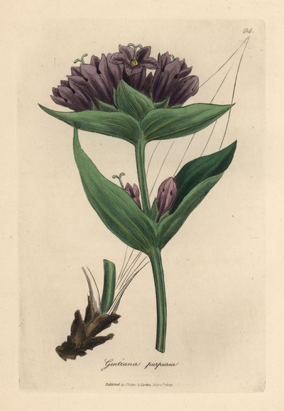 Purpurroter Enzian, Gentiana purpurea von James Sowerby