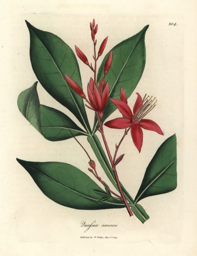 Rotblühender Bitterquassia, Quassia amara von James Sowerby