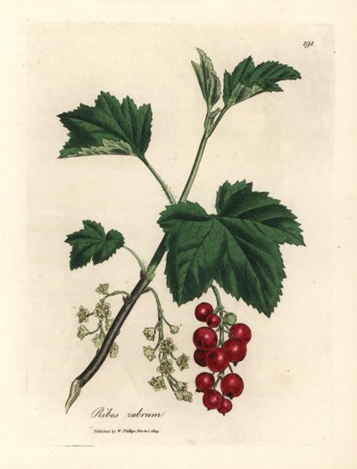 Rote Johannisbeere, Ribes rubrum von James Sowerby