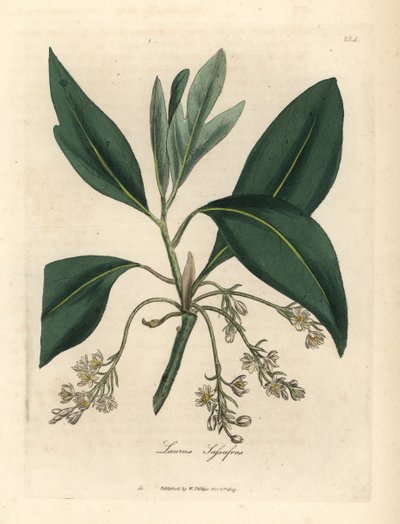 Sassafrasbaum, Laurus sassafras von James Sowerby