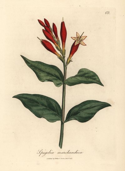 Scharlachrote Blüten der Indianerpink, Spigelia marilandica von James Sowerby