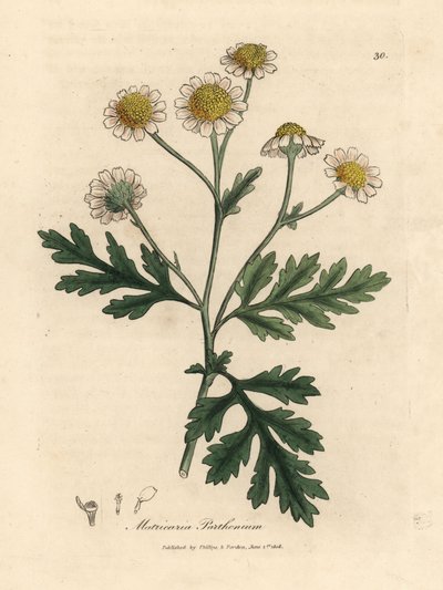 Weiß und gelbblühendes Mutterkraut, Matricaria parthenium von James Sowerby
