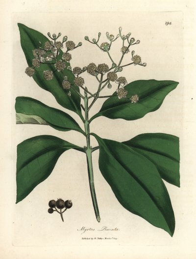 Weißblühender Pimentbaum, Myrtus pimenta von James Sowerby