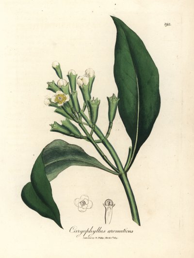 Weißblühender Gewürznelkenbaum, Caryophyllus aromaticus von James Sowerby