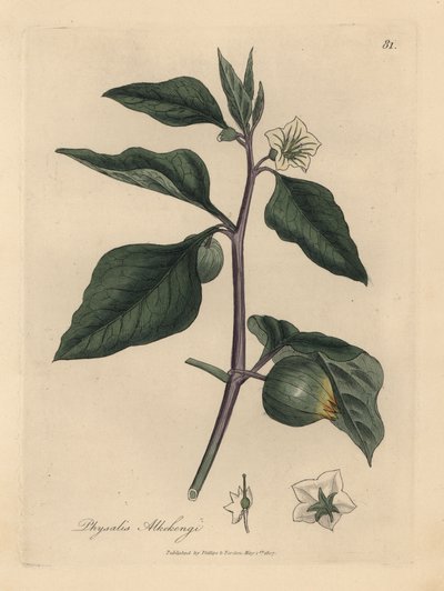 Weiß blühende Winterkirsche, Physalis alkekengi von James Sowerby