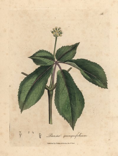 Gelbblühende Ginsengpflanze, Panax quinquefolium von James Sowerby