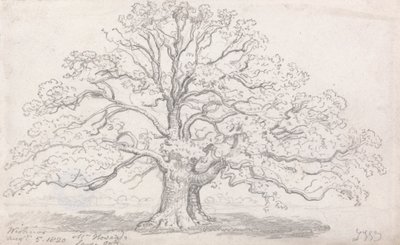 Mr. Howards große Eiche, 5. August 1820 von James Ward