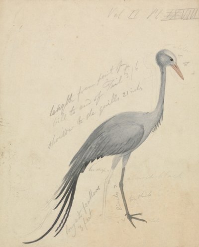 Ein Kranich von James de Carle Sowerby
