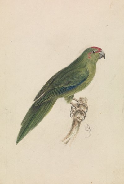 Ein Papagei von James de Carle Sowerby