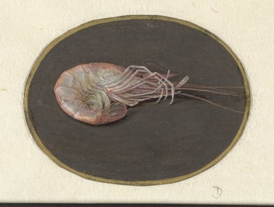 Garnele von Jan Augustin van der Goes