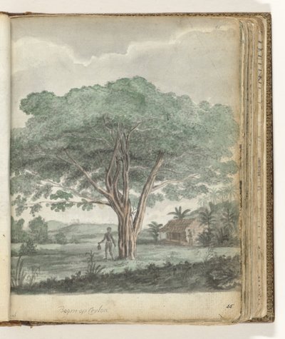 Baum auf Ceylon von Jan Brandes