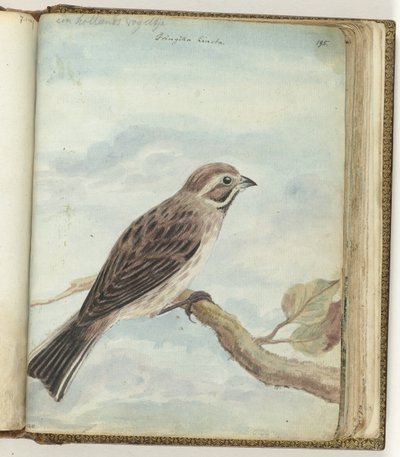 Holländischer Vogel von Jan Brandes