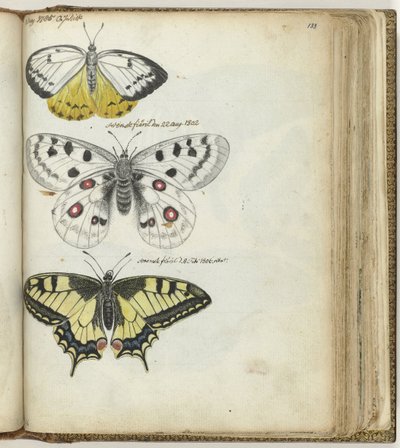 Indischer Schmetterling und schwedische Schmetterlinge von Jan Brandes
