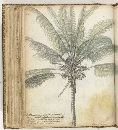 Kokosbaum von Jan Brandes