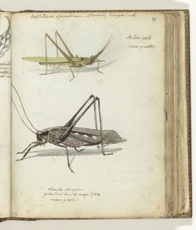 Ostindische Heuschrecken von Jan Brandes