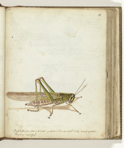 Heuschrecke von Jan Brandes